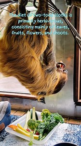Two-toed sloths have a herbivorous diet, specialized digestive system, and may supplement with insects. They inhabit tropical rainforests, living in trees, and are nocturnal. They have a symbiotic relationship with algae on their fur, providing camouflage and extra nutrition.If you're interested in supporting these incredible creatures, click our page to discover ways you can help our rescue sloths continue to thrive here at Because We Matter. Whether through donations, adopting a sloth, or spre
