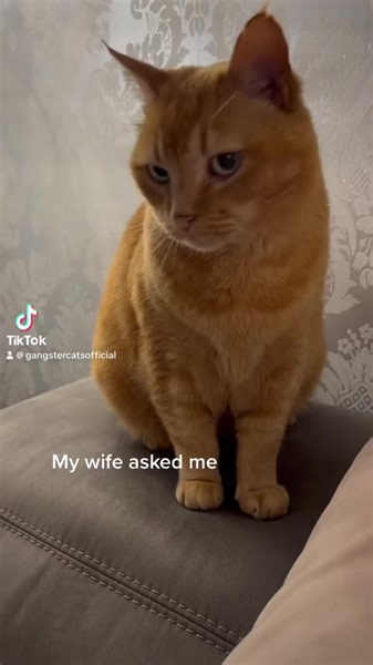 #cat #husbandandwifecomedy #joke #funny | Gangstacats