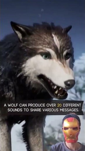why Do Wolves howl ? To find mates or to warn others?