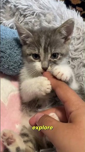 Why Does Your Cat Bite You? 5 Meanings Explained