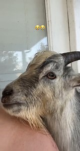 This is me when I try to explain my feelings 😭 (@Formax Farm ) #farm #goat #animal #pet #funny #comedy #hoest | Assemblies Of God Radisele