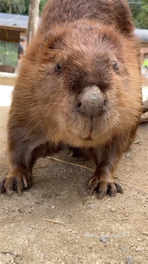 えいたくんとの穏やかな時間🍀 #アメリカビーバー #ビーバー #beaver #トリアスふれあい動物園 #animals #cuteanimals #かわいい動物 #癒し #animalshorts