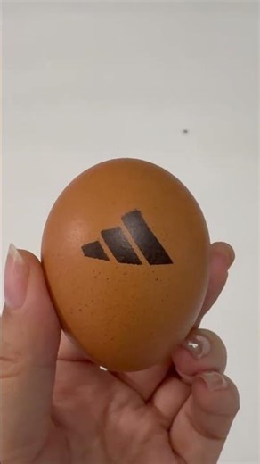 Egg, Apple, Glass Bottle – Can One Coder Handle Them All?