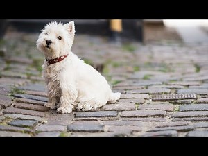 Crate Training Your Westie: The Best Way to Train Your West Highland White Terrier