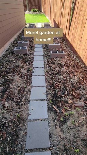 Finding morel mushrooms in the woods hasn't been easy here in Eastern Washington, so I made a morel garden! #fungi #morel #mushrooms