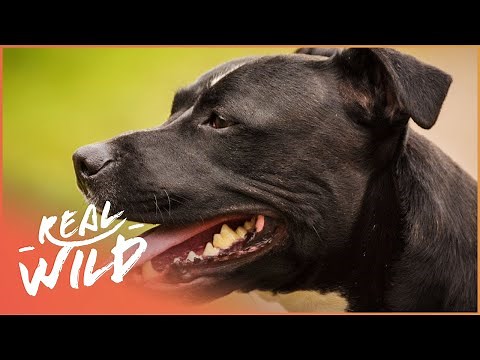 Dog's Day Out! | For The Love Of Dogs | Real Wild Documentary
