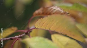 Close up and macro footage of leaves blowing in the wind.