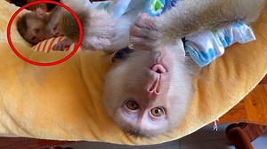 49K views · 1K reactions | Baby Monkey DouDou Reaction With A Litle Brother Bono | TV Monkey | Facebook