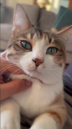 What's The Average Lifespan of Pet Cats?