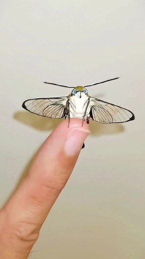 cute ☺️☺️#insects #tiktok #foryou