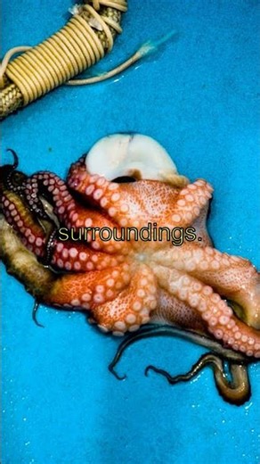 "Facts You Didn't Know About Octopus Adaptations"