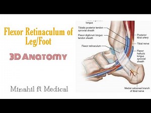 Flexor retinaculum of leg 3D | Structures passing under the flexor retinaculum of leg/foot
