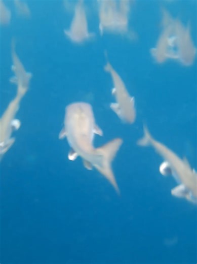 Con miedo y todo vinimos, valió la pena este paraíso. Aún asi se siente el miedo y la incertidumbre, la gente merece sentirse segura en todo el Ecuador. Merecemos gobiernos que nos garanticen eso. ❤️‍🩹#creatorsearchinsights #salango #puertolopez #viajesecuador