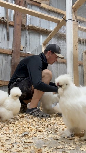 4.1K views · 111 reactions | Come with me to make a PVC chicken feeder! Honestly, these are a life saver! You save so much money on the food bill, keeps their feed clean, and less time on daily feed routine! Very inexpensive to make. Any questions, let me know and I’ll gladly answer!! #pvc #pvcchickenfeeder #chicken #silkiechicken #Building #buildingmaterials#DIY | SilkiesPlus | Facebook
