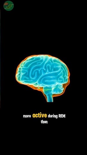 What Your Brain Does When You’re Sleeping #3danimation #medicalanimation