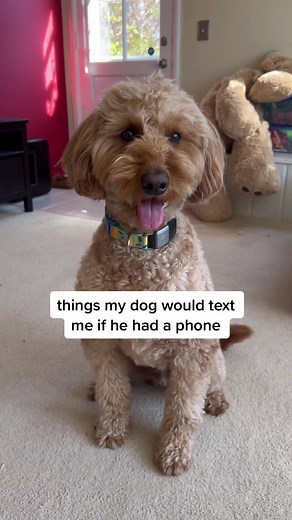 Things My Dog Would Text Me If He Had a Phone