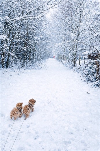 #maltipoo #cute #puppy #puppylife #funny