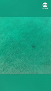 125K views · 2.3K reactions | A pair of loggerhead turtles were spotted by a drone photographer meeting up off the coast of Florida. According to the Sea Turtle Conservancy, it's an unusual sighting, as loggerheads are solitary creatures, rarely interacting with one another outside of courtship and mating. | ABC News | Facebook