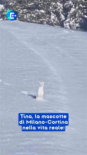 Feed de Notícias on Instagram: "O mascote da Olimpíadas em carne e osso! ❄️ O arminho, mascote de Milão-Cortina 2026, lembra imediatamente o ambiente alpino onde muitas das provas de inverno acontecem. É um animal acostumado a climas extremos, capaz de se adaptar às estações e se mover com agilidade em contextos naturais delicados, tornando-se uma referência direta à montanha e seus equilíbrios. Sua presença coloca no centro temas como atenção ao meio ambiente, proteção do território e convivênc