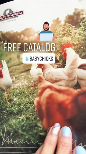 Murray McMurray Hatchery on TikTok