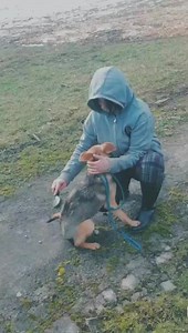 6.4K views · 845 reactions | Heute haben wir die Hunde gebürstet ♥️...