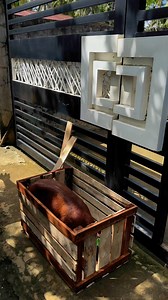 36K views · 433 reactions | Duroc pietrain baby boar . Genesus X Semen cardona . Bound to CDO!  | JSP PIGGERY FARM | Facebook