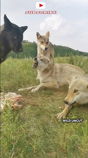 When the Alpha Wolf gets Angry 😈🐺 #wildlife #wolf