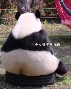 3.5K views · 485 reactions | Yes i know that the tan line of the swimsuit is visible!! But I can't find any real swimsuit that fit my gigantic fluffy bum! So deal with it!  | Pandas, a Light In My Heart | Facebook