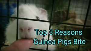 5.4K views · 101 reactions | Top 3 Reasons Guinea Pigs Bite (They...