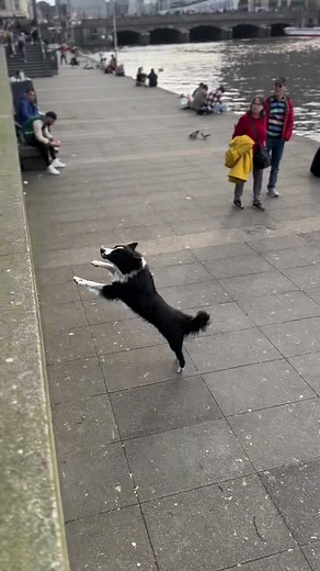 Border Collie Parkour: A Fight He Didn't Win