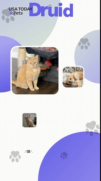 Meet these lovable, adoptable dogs and cats.