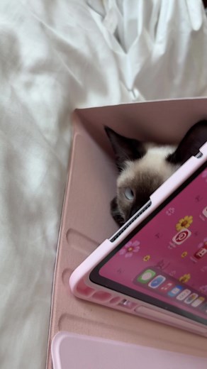 Cats Showcase: Share Your Adorable Siamese and Ragdoll Cats