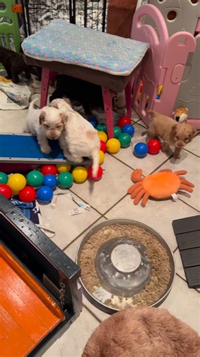 Unsere Pupsis nach dem Abendessen #buntepfotenvilla #doodlezucht #familienhund #doodle #tollehunde #traumhund #cockapoo #familienhunde | Aurelia Franke-Hornung