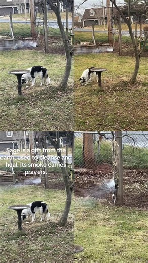 Sage is a gift from the earth, used to cleanse and heal. Its smoke carries prayers, purifying space and spirit. #sage #smudge #mymorningsmoke #verna72 #reservationdogs