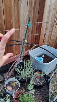 Harvest and propagation of purple tree collard