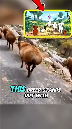 The Fat-Tailed Sheep: Nature’s Most Surprising Feature!