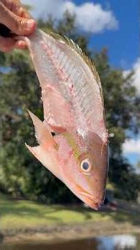 Yellowtail Snapper cleaned on the world’s best fish cleaning station. @K‪@KillerDock‬