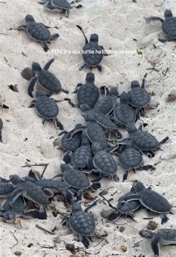 Great Barrier Reef's Sea Turtle Hatchling Season
