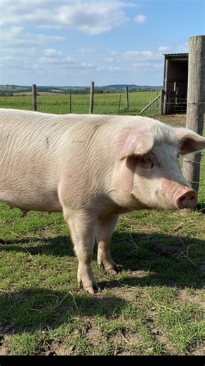 AgriBoard Review on FB (@agriboardreview)’s videos with original sound - AgriBoard Review on FB