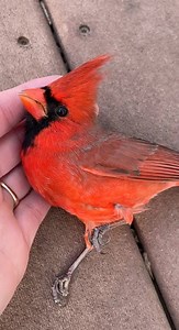 89K views · 2.2K reactions | Cardinal hit window so hard #Cardinals #fyp #shorts #beautiful | Cardinal Fans Lover | Facebook