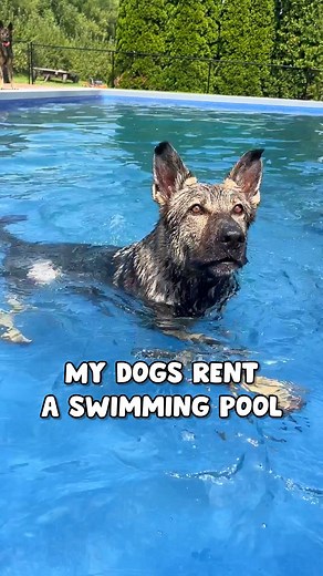 277K views · 10K reactions | My Dogs Rent A Swimming Pool  | Jade the Sable GSD | Facebook