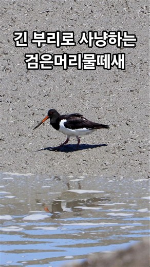 긴 부리로 사냥하는 #검은머리물떼새
