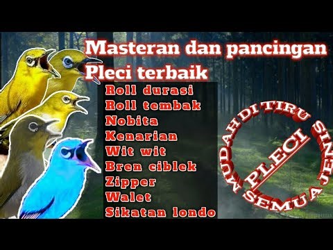masteran pleci nembak wit wit cerr kenari terbaru