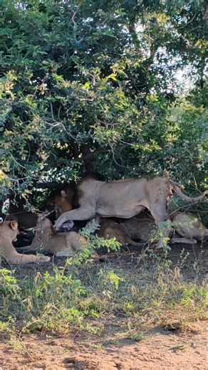 Big pride of lions with Hippo Pools Coalition feeding on rhino calf carcass #wild #life #leo #nature #animals #wildlife #africa #safari | African Bush Kingdom