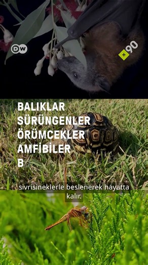 Sivrisineklerin sırrı: Ekosistem için önemleri ne?