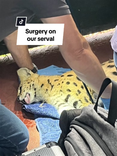 An update on our serval, Samia! 🩻🐾 Over the last few months, our keeper team noticed behavioural changes with Samia, our serval. From coming in and out of season more frequently than expected, to an appearance of a swell on Samia’s lower abdomen. Our team made the decision to take a closer look at Samia through an ultrasound peformed by our vets… 🩻 Find out more on what the ultrasound revealed in the full Youtube video! 👉 Click the link in bio. #animals #wildlife #vet #serval #welfarecuts