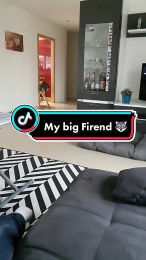 Big Friends: Loving Wolf and Dog Friendship