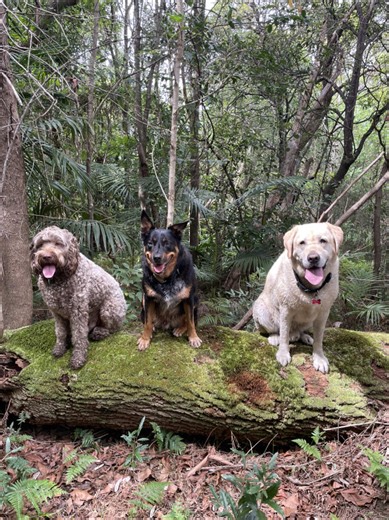 Having lots of dog friends makes a dog more socially proficient, more confident and more rounded in their being. It’s not feasible for every dog but it is a wonderful thing to have and I can’t believe neglecting to fill (or even acknowledge) social needs is still the norm in much of the dog world. #dogtraining