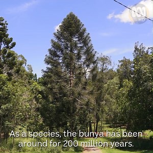 433K views · 6.3K reactions | Bunya Dreaming is an ancient Aboriginal tradition celebrating the majestic Bunya trees and their incredible nuts! "Bunya Dreaming isn't about how many stalls you have or how many bands are here," said Kabi Kabi elder and organiser, Aunty Beverly Hand. "It's about how much of a good time is had and how many memories are made'. Jerry got his hands dirty participating in harvesting challenges throughout the day! | Gardening Australia | Facebook