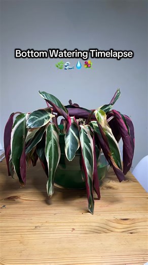 Bottom Watering Timelapse of my Calathea Trio Star ⭐️ 🌈 I had it in water for 3 hours 🌚 #bottomwatering #wateringplants #plantsoftiktok #calatheatriostar #timelapse